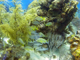 42 Grunts on the Reef IMG 3501